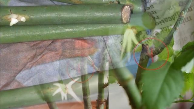 Как посадить розу из букета в домашних условиях смотреть онлайн