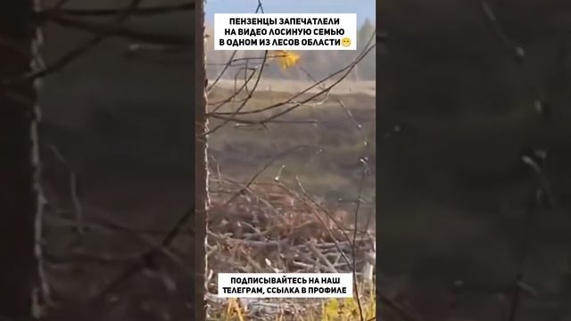 Пензенцы запечатлели на видео лосиную семью в одном из лесов области? смотреть онлайн