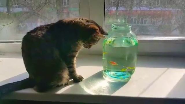 Кот и рыбка . Cat and fish смотреть онлайн