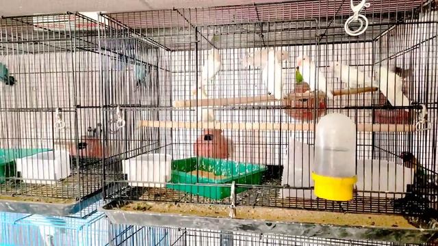 My Birds Setup Breeding Progress || ABP Aviary || Love Birds || Java || Cockatiel смотреть онлайн