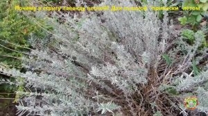 Как обрезать лаванду весной. Уход за лавандой. Выращивание лаванды