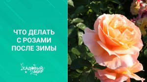 Что делать с розами после зимы