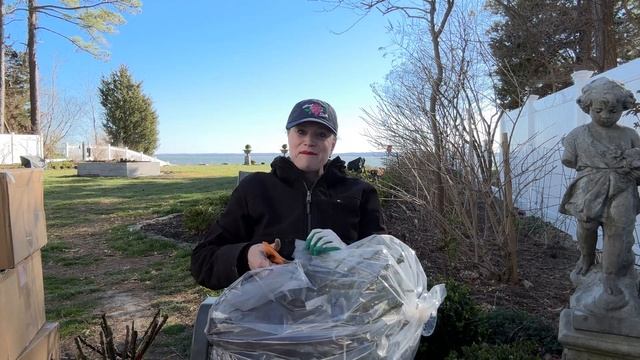 ? Grace Rose Unboxing | Bare Root Roses