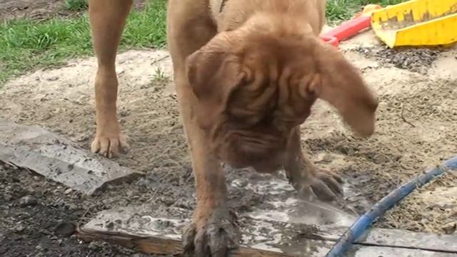 Бордоский дог.Грязные игры смотреть онлайн