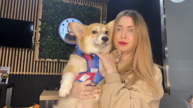 ВЫБИРАЕМ ОШЕЙНИК И ПОВОДОК ДЛЯ СОБАКИ | ШЛЕЙКА ДЛЯ СОБАКИ | ЧТО ЛУЧШЕ? ZEE.DOG смотреть онлайн