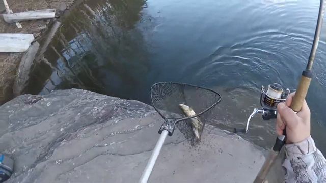 Brown Trout Fishing the Cannonsville Reservoir using Blade Baits and Lipless Crankbaits смотреть онлайн