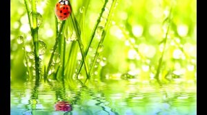 Квантовое Смещение Фрэнк Кинслоу Техника для изменения жизни и исцеления