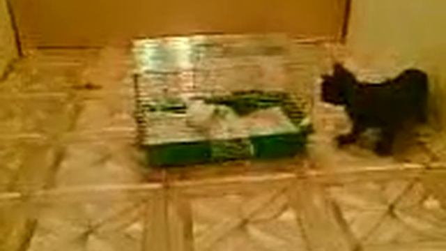 злостный тушкан гоняет кота смотреть онлайн