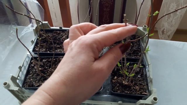 ПОЗБАВЛЯЮСЯ ХЛОРОЗУ НА ГОРТЕНЗІЯХ смотреть онлайн