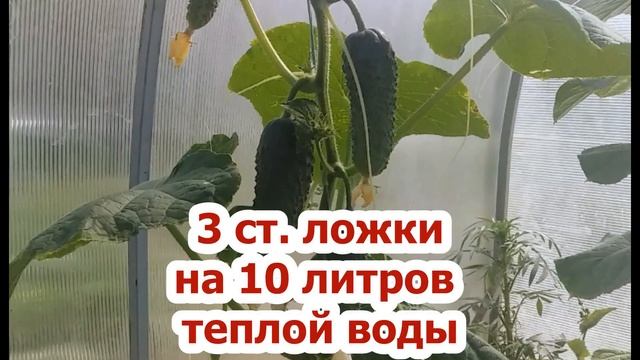 СОДА - спасатель ваших огурцов в сентябре! Пищевая сода - подкормка для: огурцов! смотреть онлайн