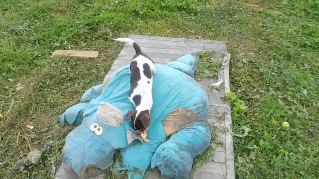 Как я кормлю своих собак / купить Щенка ЧИХУАХУА продаю / питомник РКФ Мари Мистик #КОРМЛЕНИЕ ЧИХУ смотреть онлайн