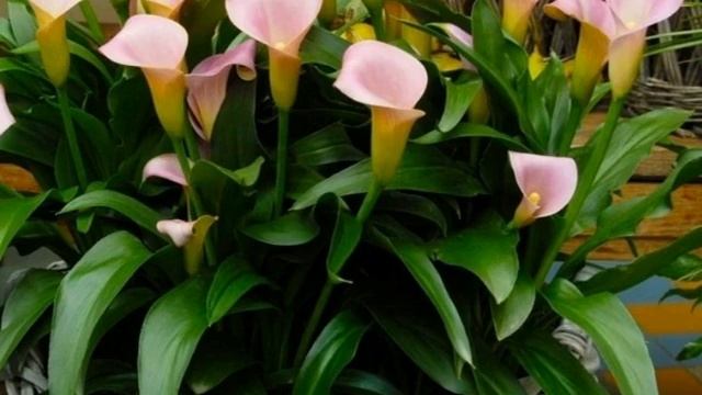 Все о садовых каллах смотреть онлайн