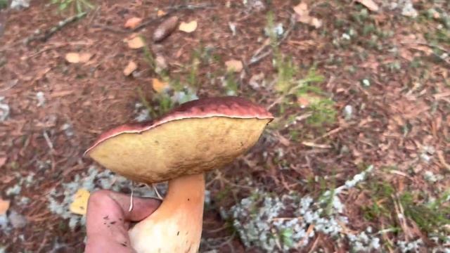 В ЭТОМ ЛЕСУ МНОГО БЕЛЫХ ГРИБОВ! Нетронутый лес с боровиками! Грибы 2022 смотреть онлайн