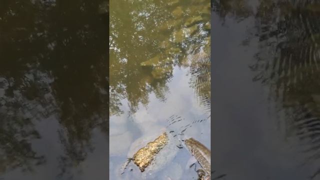 Рыбалка на реке крынка смотреть онлайн