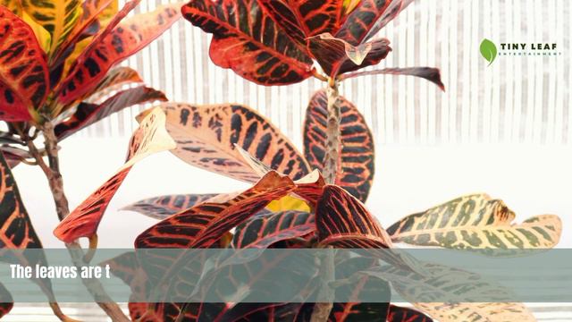 Mammy Croton | Codiaeum Variegatum | TinyLeaf