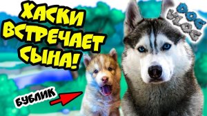 DOGVLOG: ХАСКИ ВСТРЕЧАЕТ СЫНА! Поход в собачий приют! Говорящая собака