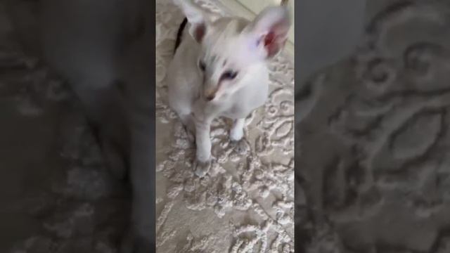 Дэни просит еду , а Анфиска стесняется😂 смотреть онлайн