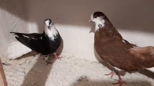 голуби Гапонова Юрия. Видео для друзей