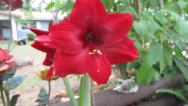 Red Pearl Amaryllis Hippeastrum смотреть онлайн