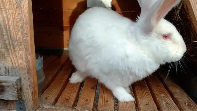 Крольчиха после окрола, оптимальное количество крольчат смотреть онлайн