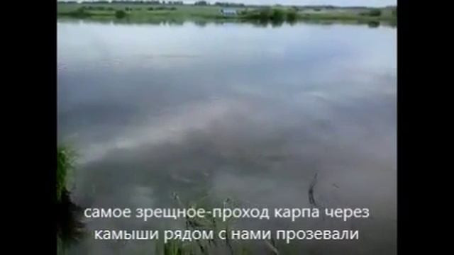 Нерест карпа случайное видео(видео с телефона) смотреть онлайн