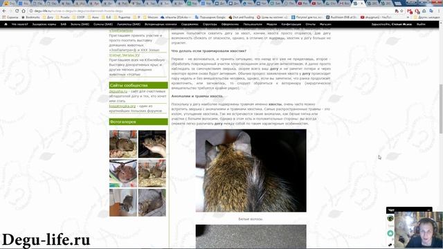 Особенности хвоста у дегу