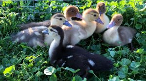 Как вырастить здорового Индоутенка ? Чем кормить с первых суток ? Кормление и Содержание