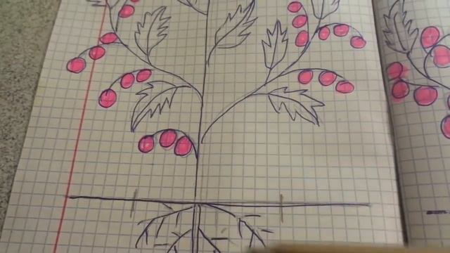 По 2 ТОМАТА В ОДНУ ЛУНКУ - ПРЕИМУЩЕСТВА ДЕТЕРМИНАНТОВ. Ольга Чернова. смотреть онлайн