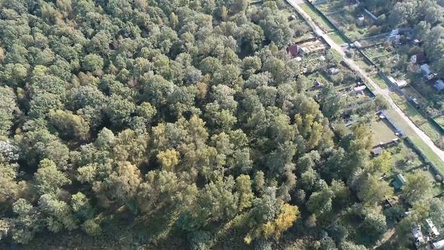Фрязино вырубка леса. Березовая роща в которой планируется парк смотреть онлайн