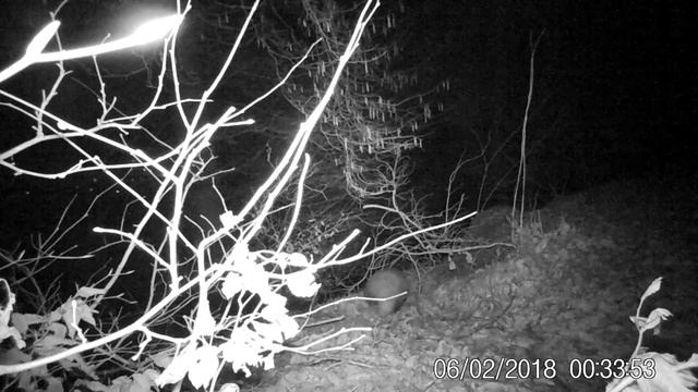 KW6 Dachs, Reh, Fuchs смотреть онлайн