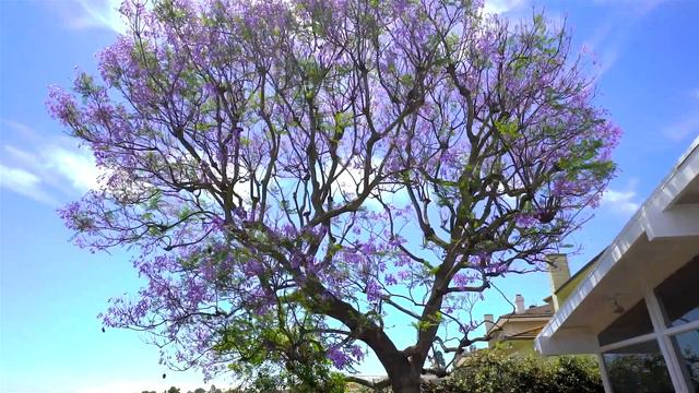 27508 Elmbridge Drive in Rancho Palos Verdes presented by Steve Watts смотреть онлайн