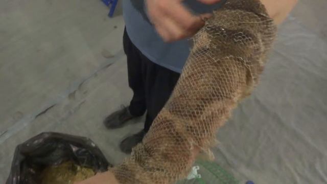 Рука в коже Змеи смотреть онлайн