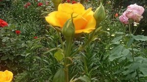 Роза Керио.Его окрас цветов,не оставляет никого равнодушным.