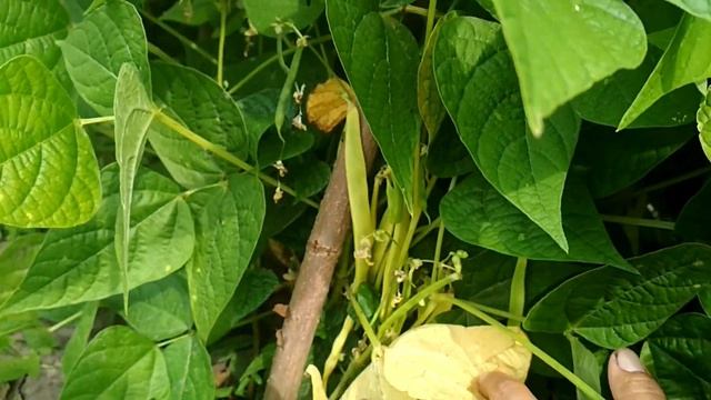 Салаты с Курицей