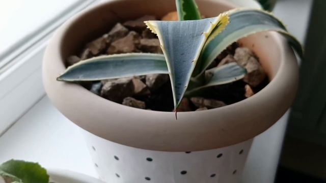 Вязание, кошки, растения и домашний уют . Дачные будни в феврале. смотреть онлайн