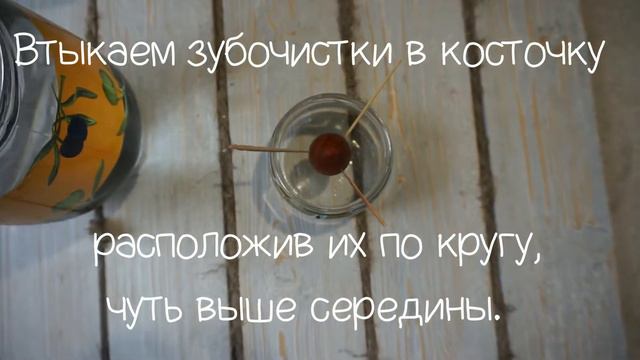 Как вырастить авокадо из косточки, пошаговая инструкция смотреть онлайн