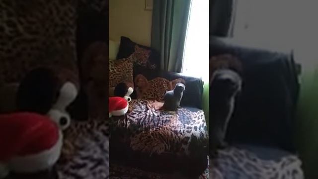 Котенок выбражуля смотреть онлайн