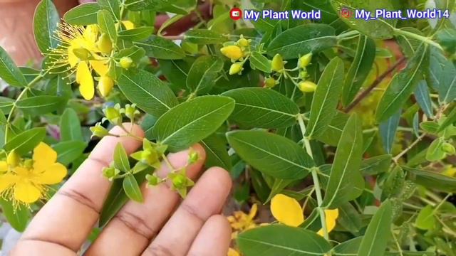 Hypericum best care and growing tips/ hypericum flower / Permanent plant смотреть онлайн
