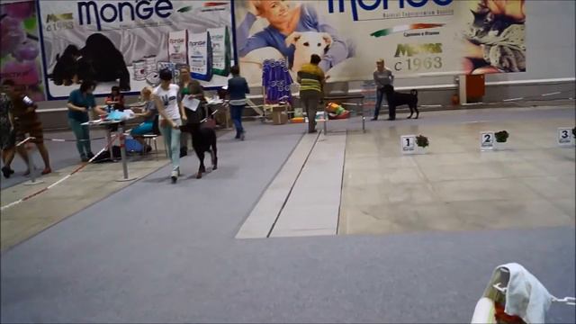 1 мая 2016 г. Региональная выставка собак всех пород "СИБИРСКИЙ ВЕРНИСАЖ" ,доберманы смотреть онлайн