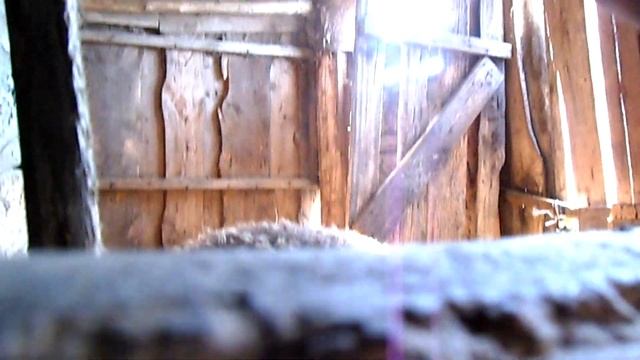 Купили ягнят смотреть онлайн