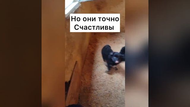ЩЕНКИ В КОРОБКЕ У ДОРОГИ.ЧТО С НИМИ СЕЙЧАС? смотреть онлайн