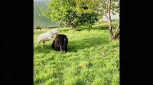 Питомник бультерьеров ЛЕ МОНД