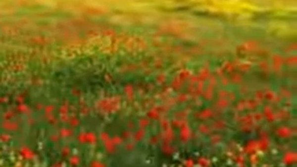 Красные маки