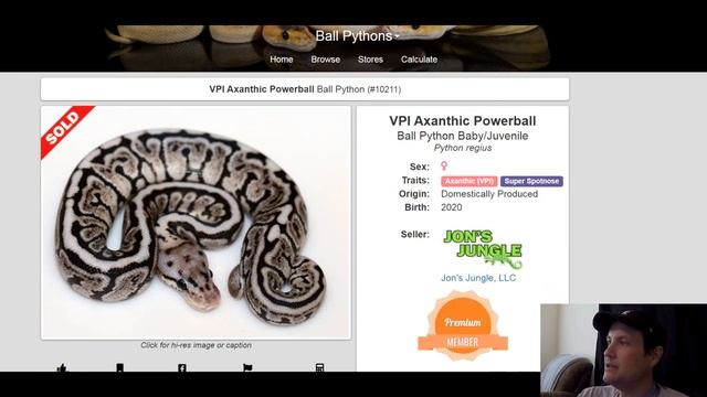 Axanthic Ball Python Morph Combos Part 1 | Axanthic (VPI) | Axanthic (MJ) | Jack's Reptiles смотреть онлайн