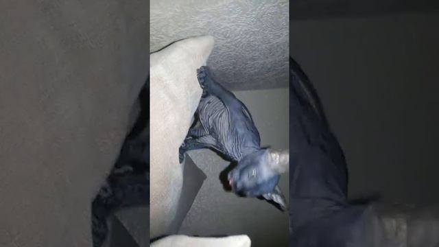 Коты сфинксы смотреть онлайн