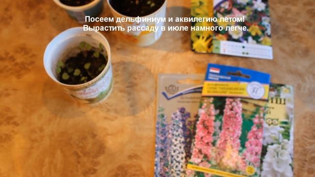 Дельфиниум сеем летом. Посев и выращивание рассады дельфиниума и аквилегии в июле. смотреть онлайн