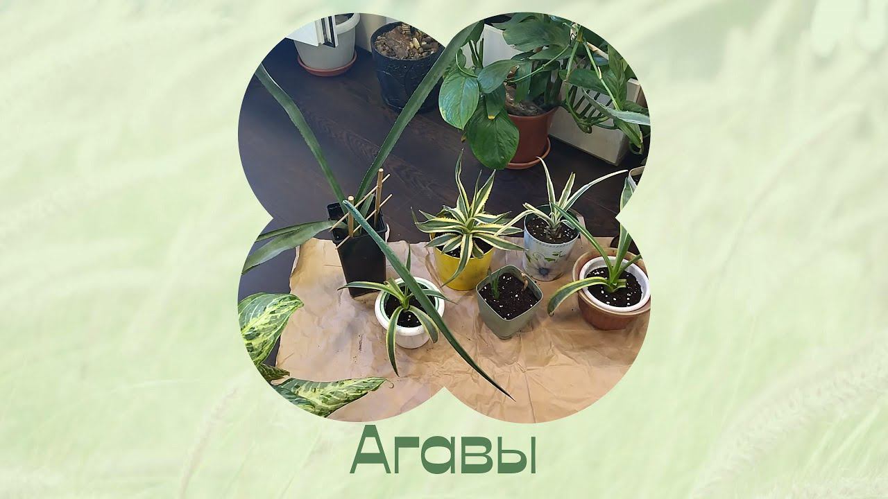 Агавы. Пересадка. 3 января 2023г. смотреть онлайн