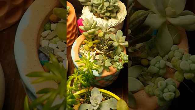 Комнатные растения. Композиции из суккулентов смотреть онлайн