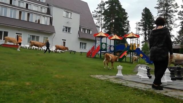 Коровы ворвались к отдыхающим / Теленок Шахматист