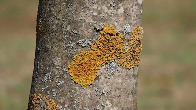 Olympus M. Zuiko 40-150mm F/4-5.6 R ED MSC review смотреть онлайн